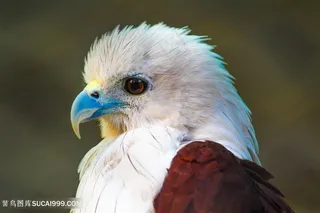 蓝嘴巴老鹰图片