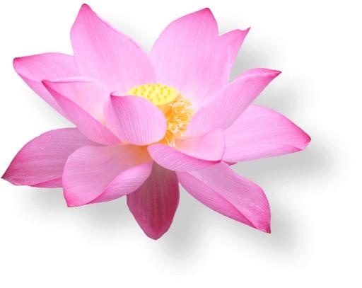 莲花 PNG免抠(703x559)