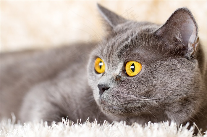 慵懒的灰色猫咪图片