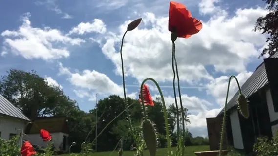 罂粟, 花, 花园, 后院, 草, 夏天, 户外