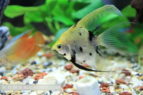 可爱热带鱼图片素材下载