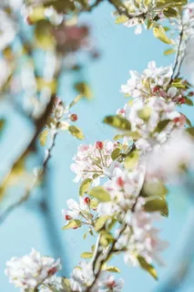 春天白色鲜花花朵图片 春天白色鲜花花朵图片