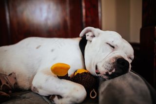 斗牛犬睡觉图片