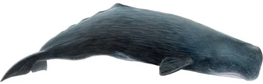 抹香鲸 PNG免抠(1001x321)