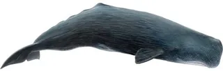 抹香鲸 PNG免抠