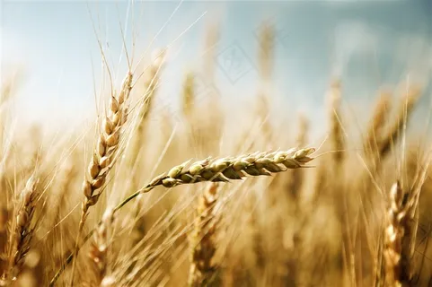 颗粒饱满的小麦穗特写摄影