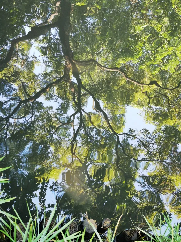 处暑公园水中清凉倒影