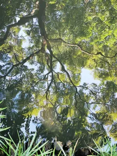 处暑公园水中清凉倒影 处暑公园水中清凉倒影