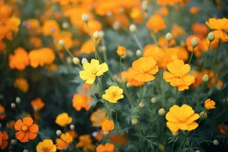 黄色橙色的花朵花海摄影图