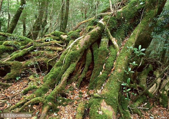 自然风景-森林中趴在泥土上大树根须特写