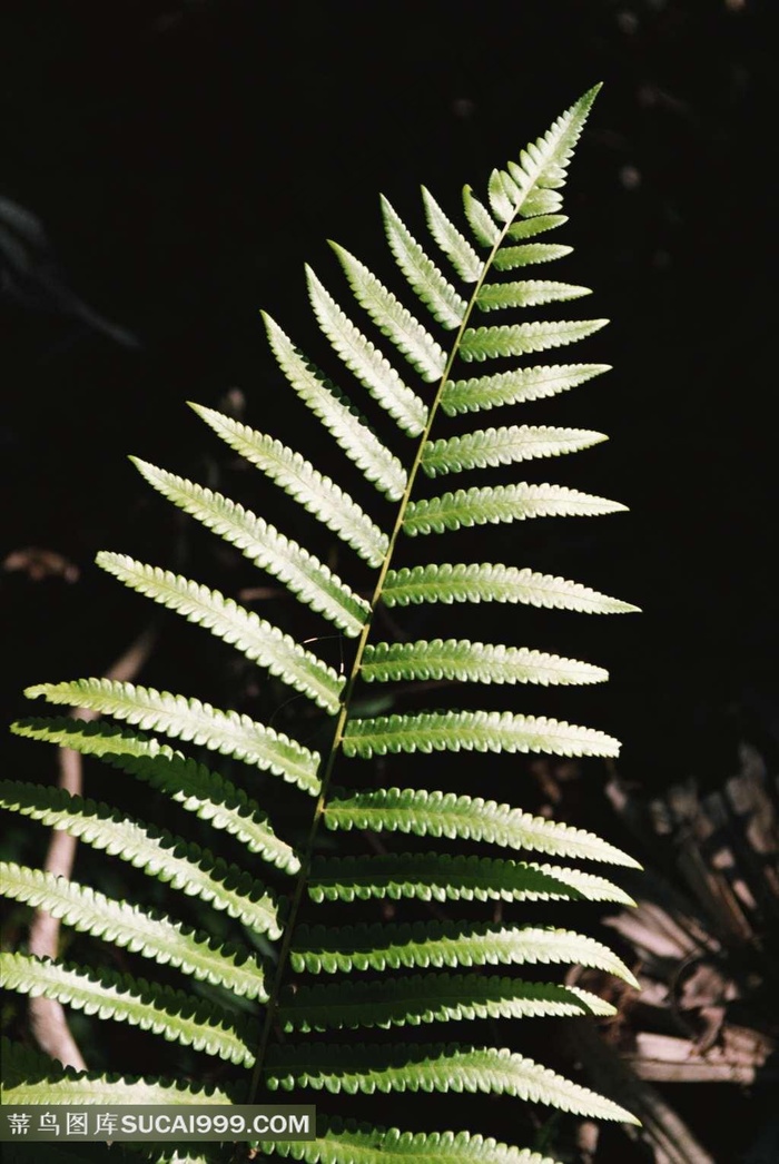 蕨类植物叶子