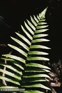 蕨类植物叶子