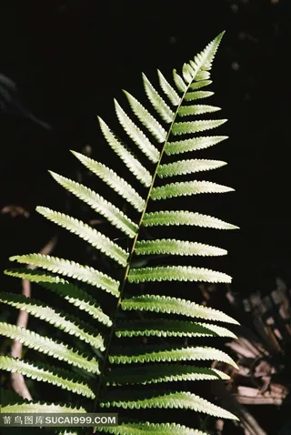 蕨类植物叶子