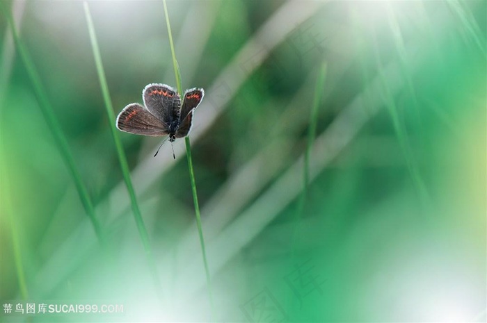 唯美蝴蝶绿草高清图片