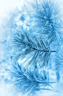 冬天植物特写图片下载 冬天植物特写图片下载