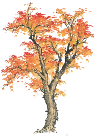 树木树枝树叶免扣素材