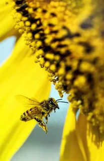黄色葵花花盘局部特写图片 黄色葵花花盘局部特写图片