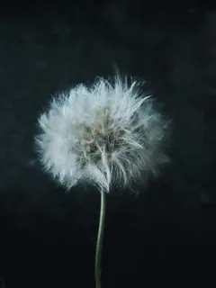 一株蒲公英图片欣赏 一株蒲公英图片欣赏
