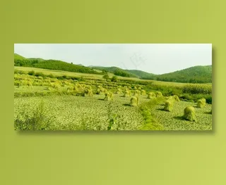 山脚下的秋收稻田