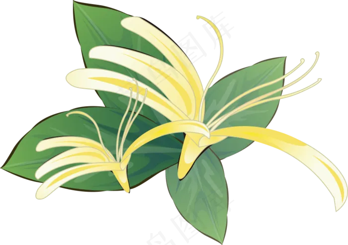 手绘草本中药药材