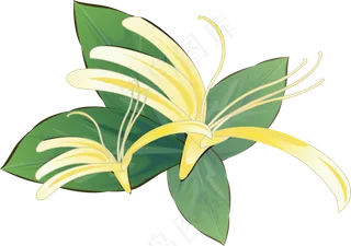 手绘草本中药药材