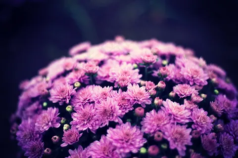 紫色浪漫菊花花束图片 紫色浪漫菊花花束图片