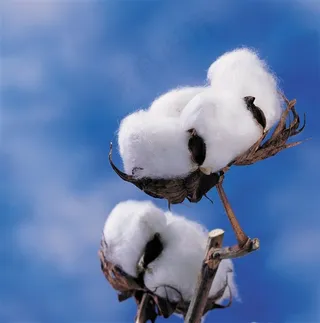 唯美棉花素材图片