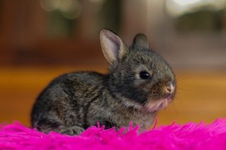 白色可爱兔子摄影素材