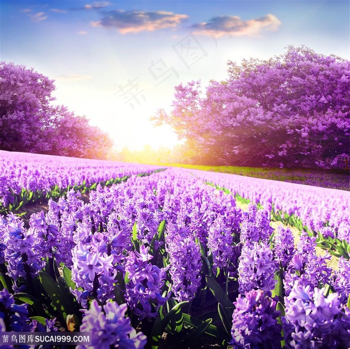 唯美薰衣草花卉田园美景