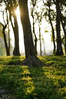 下午的郊野公园