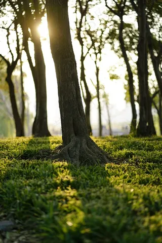 下午的郊野公园
