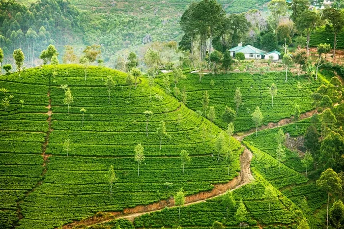 唯美的山坡草原风景