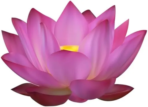 莲花 PNG免抠(600x436)