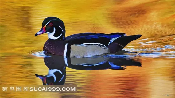 凫水的鸭子摄影图片家禽家畜