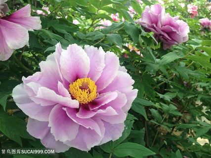 高清唯美紫色牡丹花图片