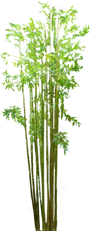 PNG 绿色竹子  PNG 绿色竹子