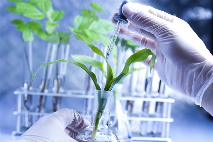 为植物添加试剂的医研高清摄影图片
