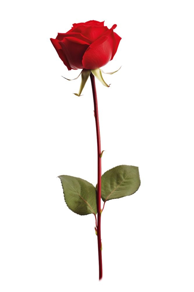 玫瑰花元素(896x1344)