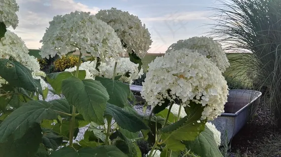 白色八仙花图片 白色八仙花图片