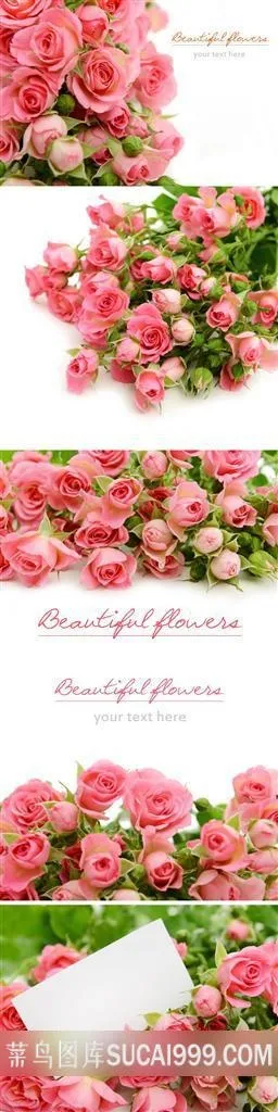 粉色玫瑰花背景素材