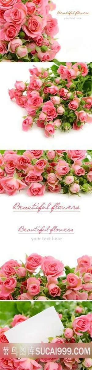 粉色玫瑰花背景素材