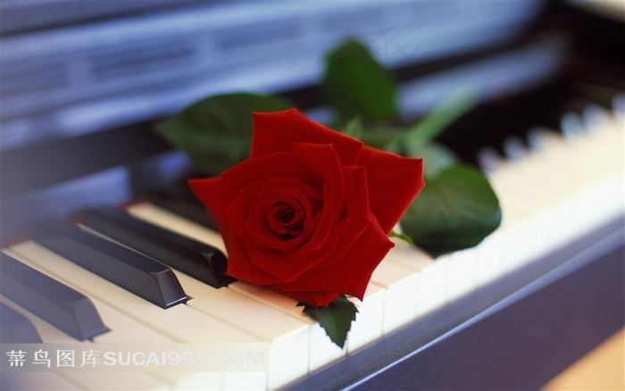 红玫瑰钢琴素材
