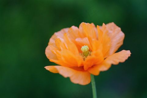 唯美橙色鲜花图片 唯美橙色鲜花图片