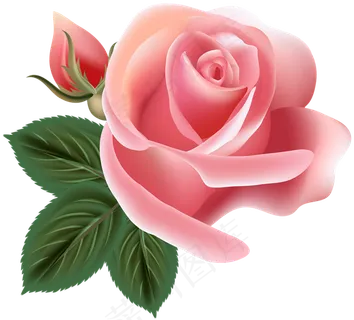 玫瑰 红色 粉玫瑰 玫瑰花 花朵 鲜花特写 免抠 花束