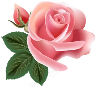 玫瑰 红色 粉玫瑰 玫瑰花 花朵 鲜花特写 免抠 花束