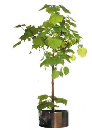 盆景透明免扣素材1