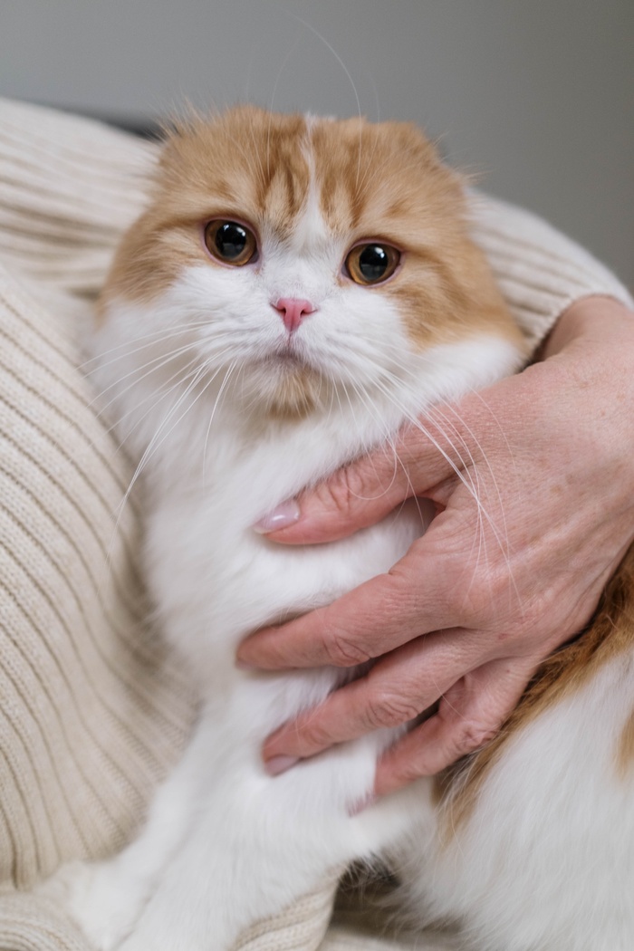可爱猫咪猫猫摄影素材