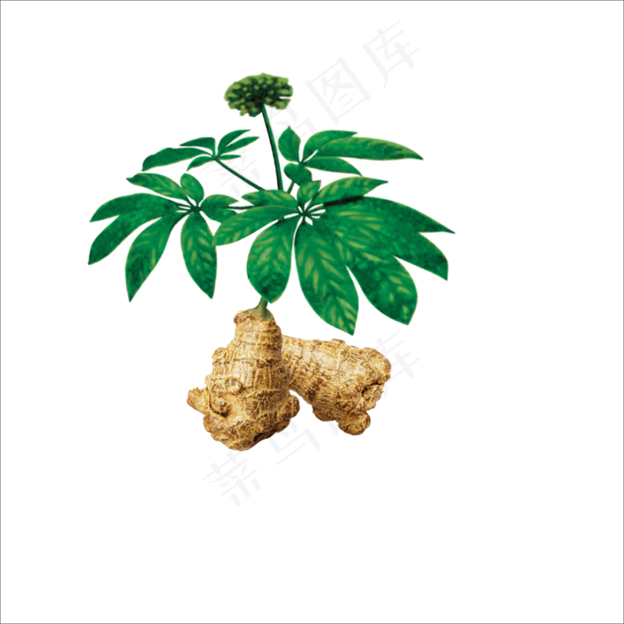 手绘草本中药药材