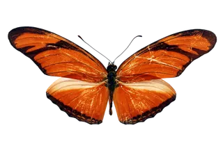 蝴蝶 彩蝶 花蝴蝶 动物 昆虫 免抠