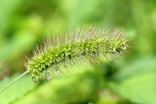 雨后狗尾巴草唯美图片